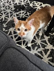 Lost Male Cat last seen Near 3625 S Elwood Ave, Tulsa, OK 74107, Tulsa, OK 74107