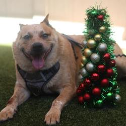 Shelter Stray Male Dog last seen CAL TURNER, San Antonio, TX 78227