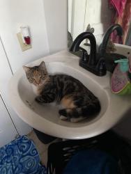 Lost Female Cat last seen Morgan Place apmts, Clemmons, NC 27012