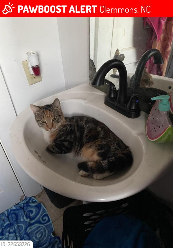 Lost Female Cat last seen Morgan Place apmts, Clemmons, NC 27012