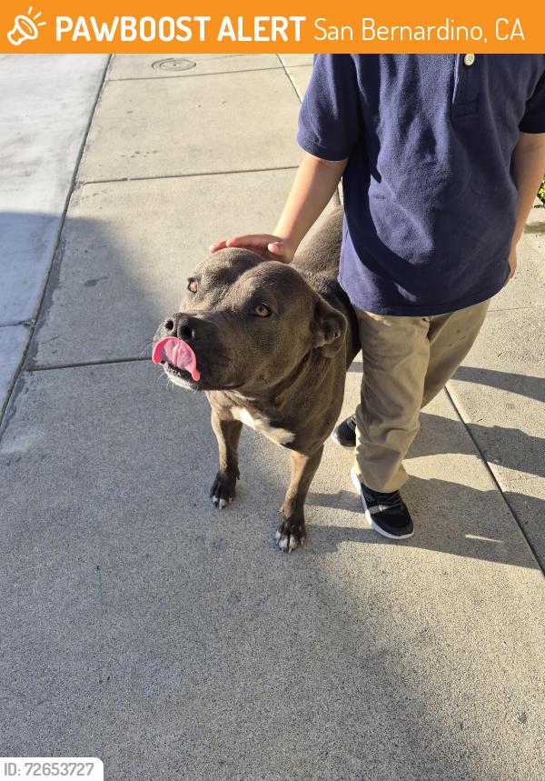 Found/Stray Male Dog last seen Bobby vega park, San Bernardino, CA 92401