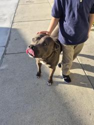 Found/Stray Male Dog last seen Bobby vega park, San Bernardino, CA 92401
