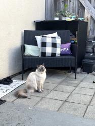 Lost Male Cat last seen Melody Ln & Fullerton Ave, Costa Mesa, CA 92627