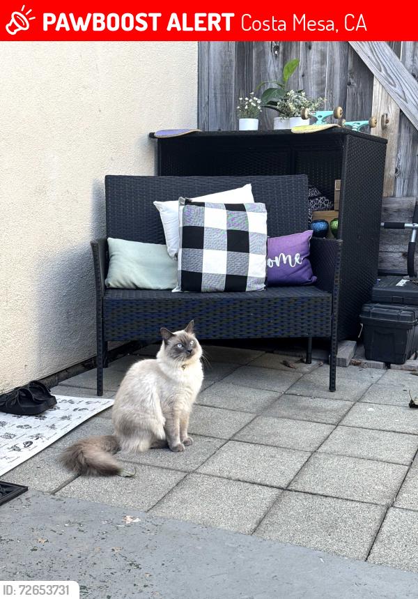Lost Male Cat last seen Melody Ln & Fullerton Ave, Costa Mesa, CA 92627
