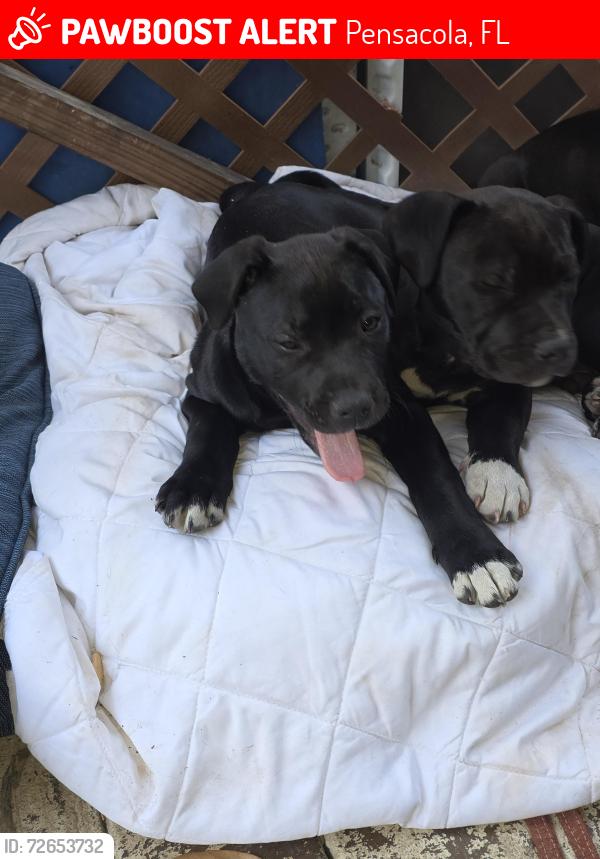 Lost Female Dog last seen Van kirk and east moreno, Pensacola, FL 32503