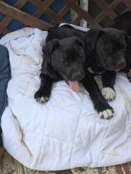 Lost Female Dog last seen Van kirk and east moreno, Pensacola, FL 32503