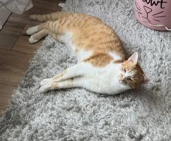Lost Male Cat last seen Olive rd, Pensacola, FL 32514