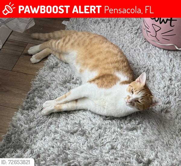 Lost Male Cat last seen Olive rd, Pensacola, FL 32514