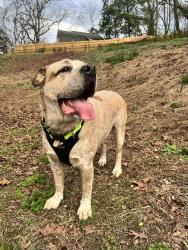 Found/Stray Male Dog last seen Lamar Ave , Red Bank, TN 37415