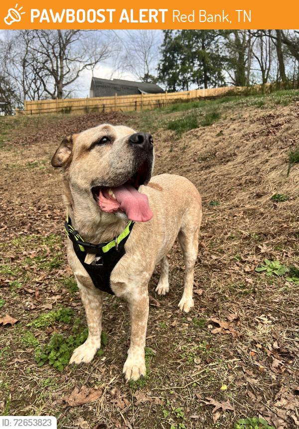 Found/Stray Male Dog last seen Lamar Ave , Red Bank, TN 37415
