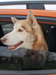 Found/Stray Male Dog last seen Mcgalliard road, Harrison Township, IN 47396