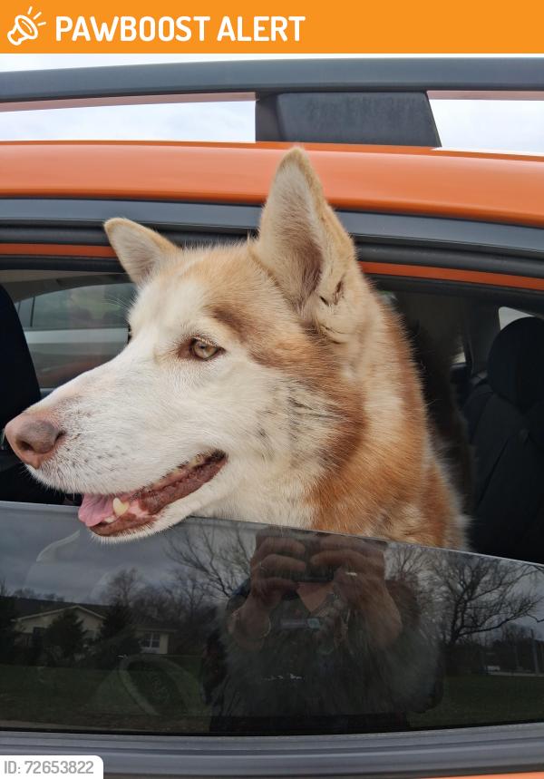 Found/Stray Male Dog last seen Mcgalliard road, Harrison Township, IN 47396