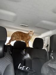 Lost Male Cat last seen Putty hill, Parkville, MD 21234