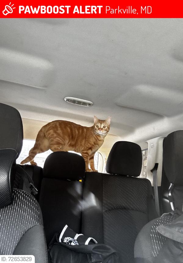 Lost Male Cat last seen Putty hill, Parkville, MD 21234