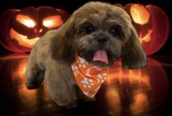 Lost Male Dog last seen Aldine Westfield , Spring, TX 77373