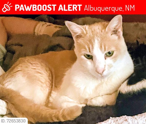 Lost Male Cat last seen Central/ Buena Vista. , Albuquerque, NM 87106