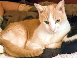 Lost Male Cat last seen Central/ Buena Vista. , Albuquerque, NM 87106
