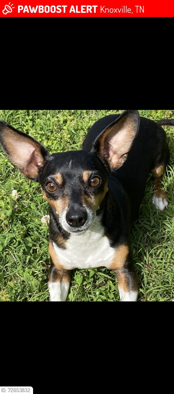 Lost Male Dog last seen Locarno @Buffet Mill, Knoxville, TN 37914