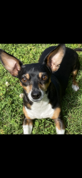 Lost Male Dog last seen Locarno @Buffet Mill, Knoxville, TN 37914