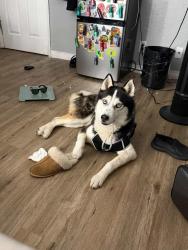 Lost Male Dog last seen Bear valley Rd & 1st Ave , Hesperia, CA 92345
