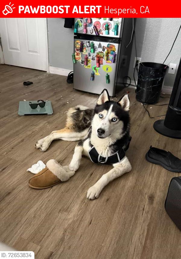 Lost Male Dog last seen Bear valley Rd & 1st Ave , Hesperia, CA 92345