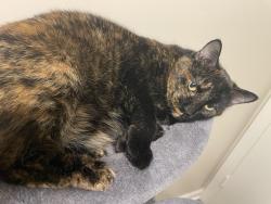 Lost Female Cat last seen Cabell Dr, T.C Cherry elementary school, Bowling Green, KY 42101