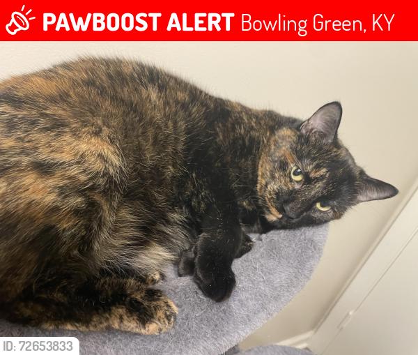 Lost Female Cat last seen Cabell Dr, T.C Cherry elementary school, Bowling Green, KY 42101