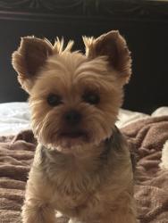 Lost Male Dog last seen Brennan rd/ Kilbourne rd /Lake Katherine area 29206, Columbia, SC 29206