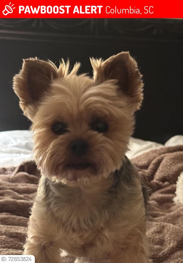 Lost Male Dog last seen Brennan rd/ Kilbourne rd /Lake Katherine area 29206, Columbia, SC 29206