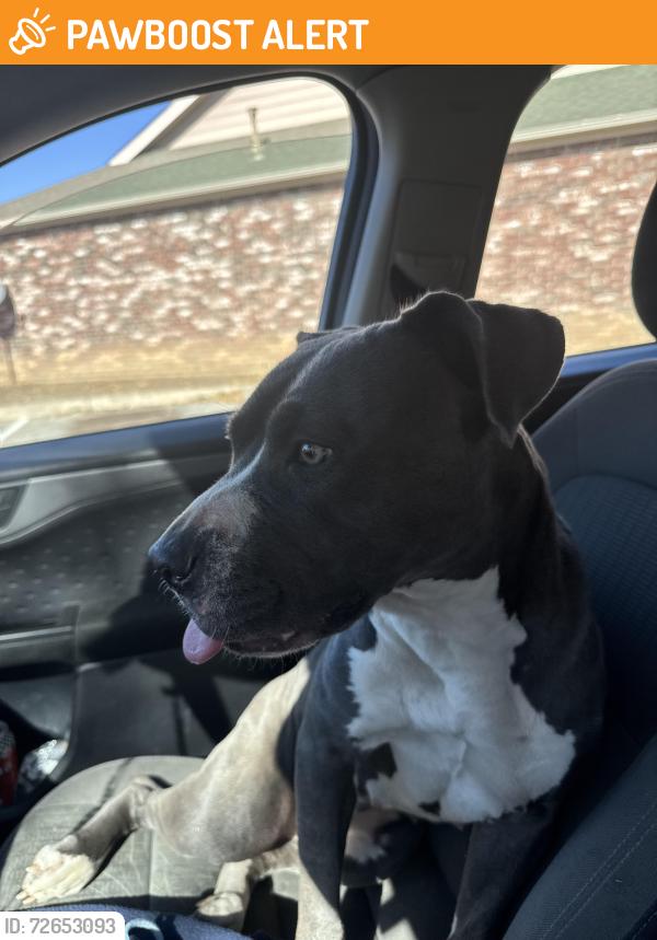Found/Stray Female Dog last seen Savannah heights , Savannah Heights, TX 78073