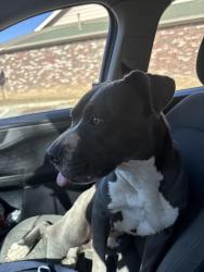 Found/Stray Female Dog last seen Savannah heights , Savannah Heights, TX 78073
