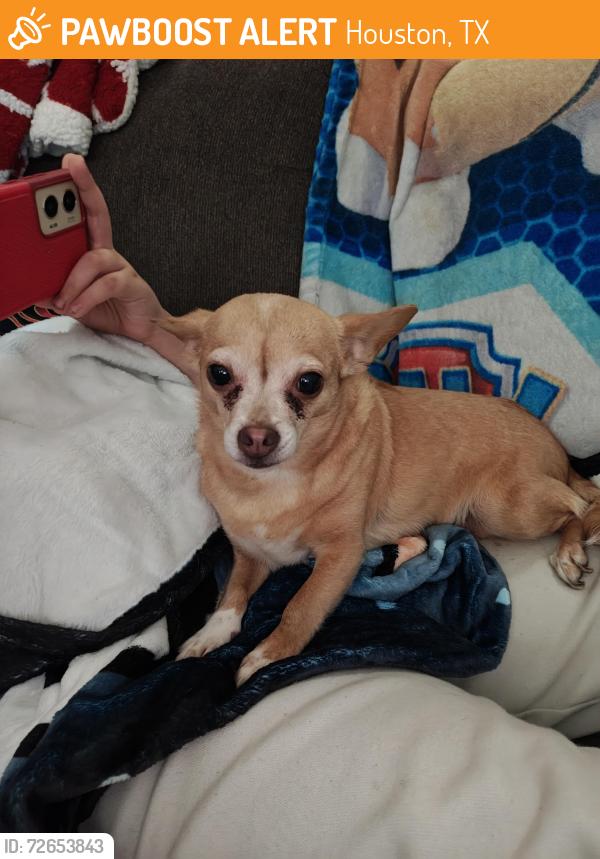Found/Stray Unknown Dog last seen W Airport outside the gate of Cattails s , Houston, TX 77035