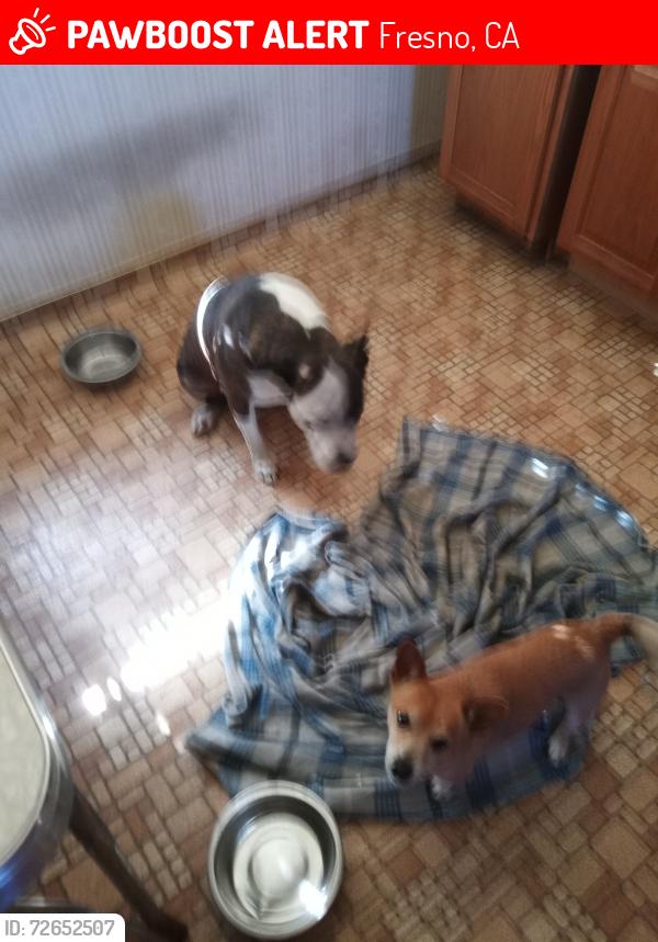 Lost Male Dog last seen N Wolters & Dayton, 93726, Fresno, CA 93726