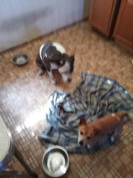 Lost Male Dog last seen N Wolters & Dayton, 93726, Fresno, CA 93726
