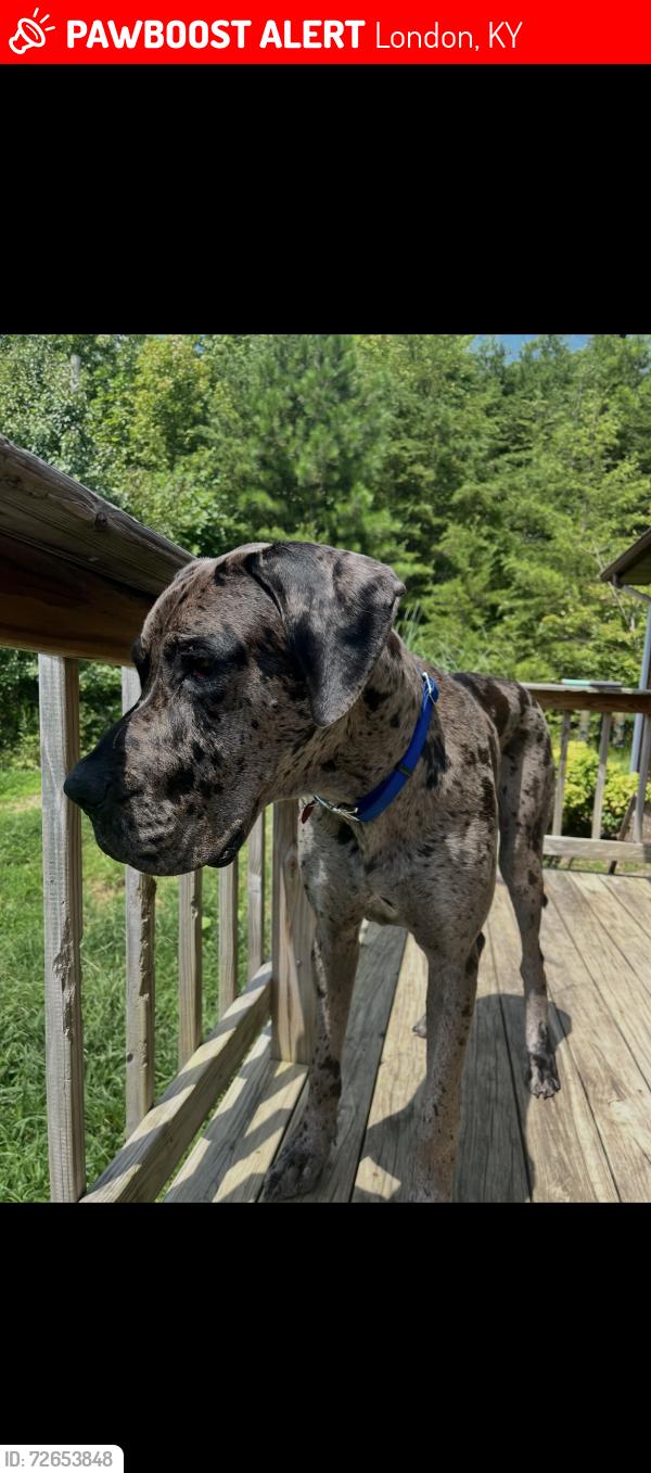 Lost Male Dog last seen Near Sherwood Lane, London, KY 40744