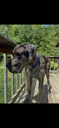 Lost Male Dog last seen Near Sherwood Lane, London, KY 40744