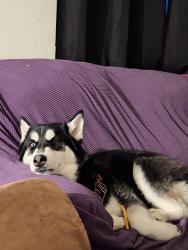 Found/Stray Male Dog last seen Winery and lane  depot, Fresno, CA 93727