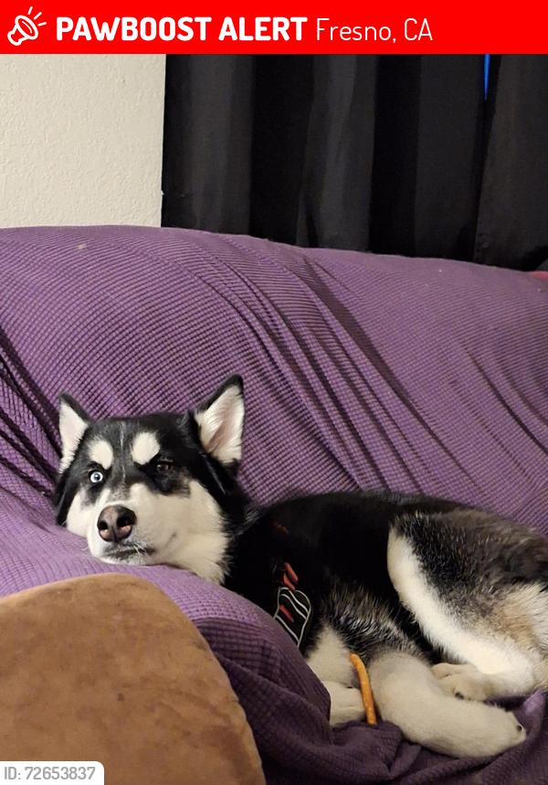 Found/Stray Male Dog last seen Winery and lane  depot, Fresno, CA 93727