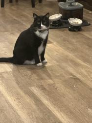 Lost Male Cat last seen Near Powhatan Dr San Antonio, TX 78230, San Antonio, TX 78230