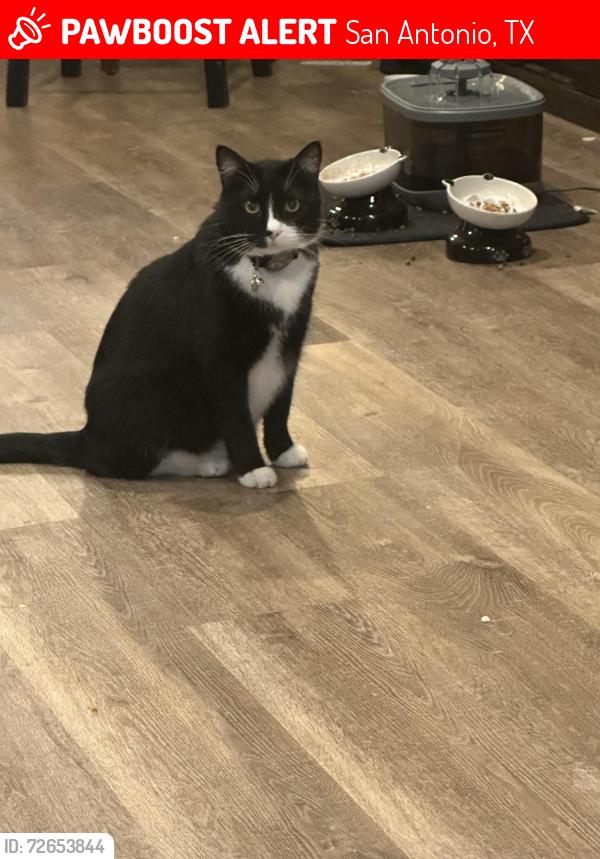 Lost Male Cat last seen Near Powhatan Dr San Antonio, TX 78230, San Antonio, TX 78230
