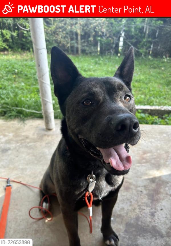 Lost Male Dog last seen Near 2nd pl NW center point al 35215, Center Point, AL 35215