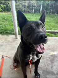 Lost Male Dog last seen Near 2nd pl NW center point al 35215, Center Point, AL 35215