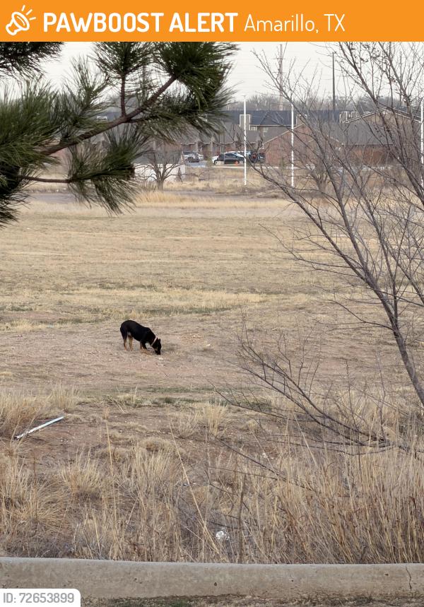 Found/Stray Unknown Dog last seen right by sonic , Amarillo, TX 79110