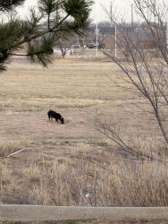 Found/Stray Unknown Dog last seen right by sonic , Amarillo, TX 79110