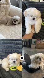 Lost Male Dog last seen East 4th Street , Reno, NV 89523