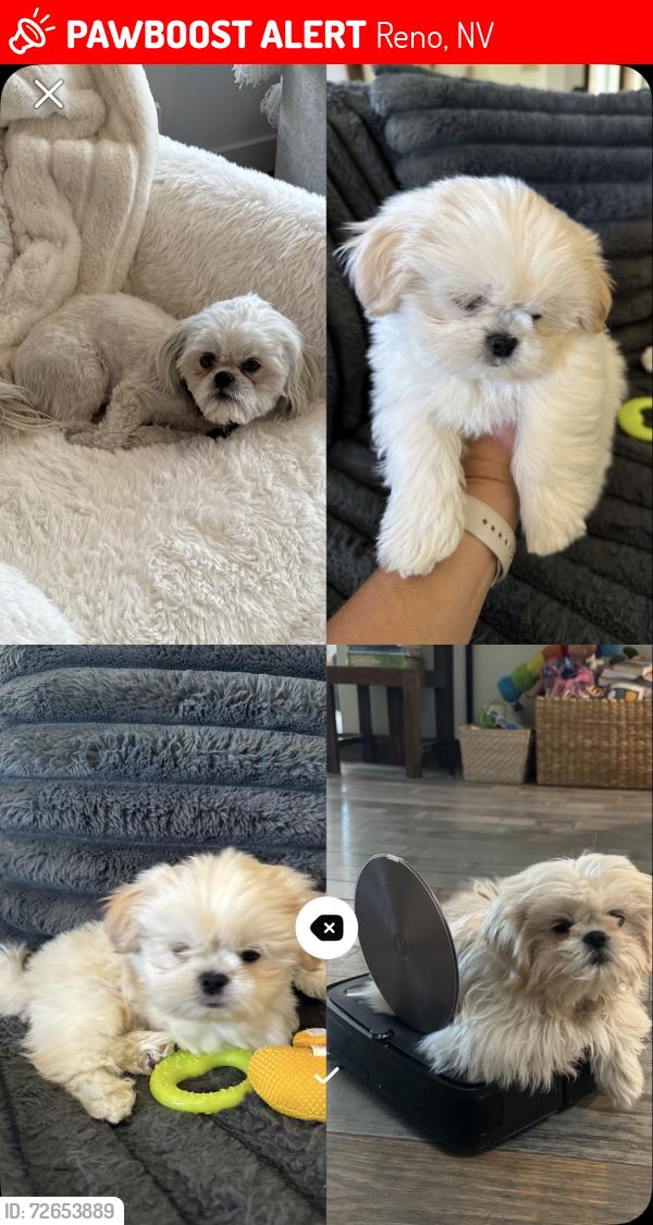 Lost Male Dog last seen East 4th Street , Reno, NV 89523