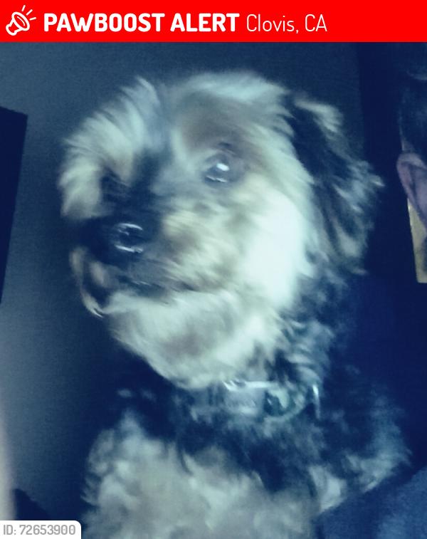 Lost Male Dog last seen Permitted street, Clovis, CA 93612