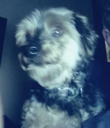 Lost Male Dog last seen Permitted street, Clovis, CA 93612