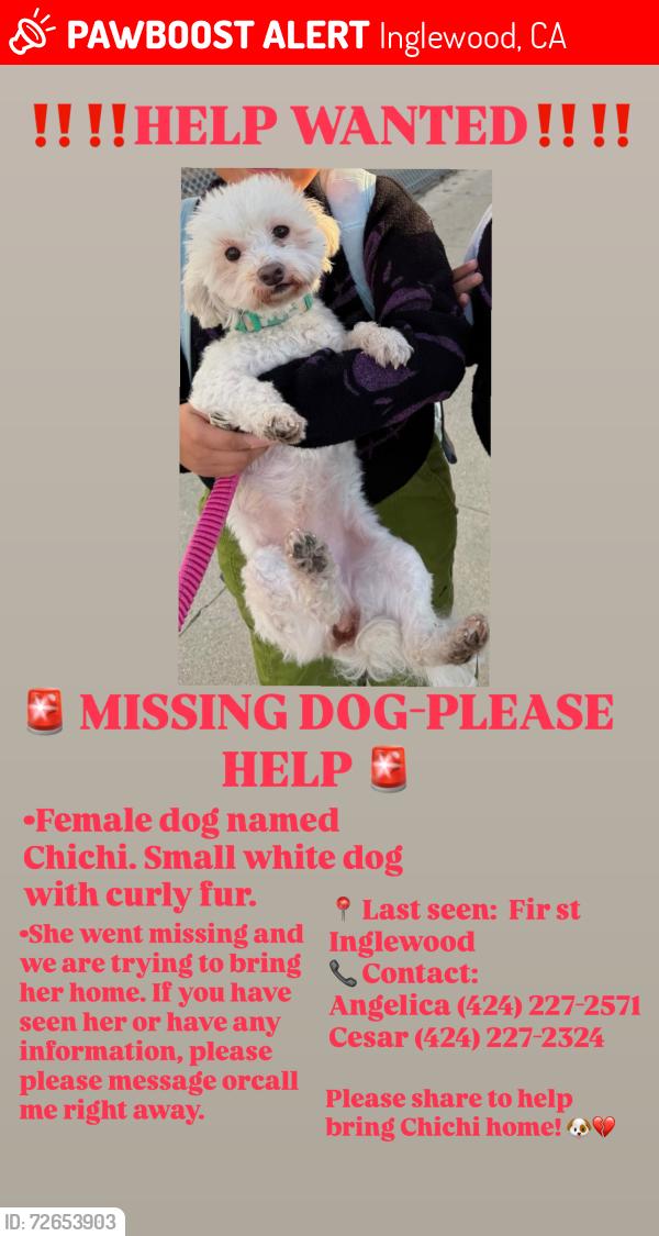 Lost Female Dog last seen En calle fir y century , Inglewood, CA 90301