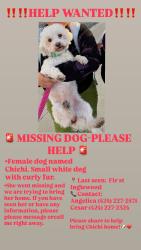 Lost Female Dog last seen En calle fir y century , Inglewood, CA 90301